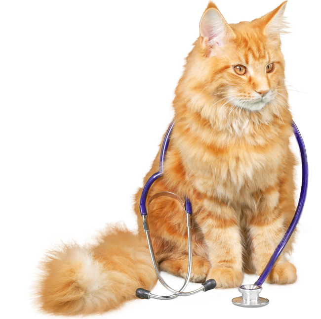 orange maine coon cat with a stethoscope on its neck