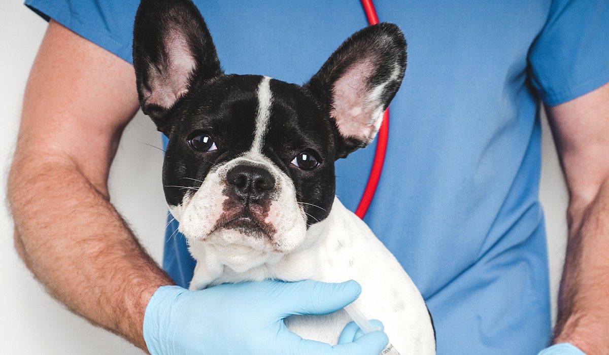 black-and-white-puppy-at-the-vet