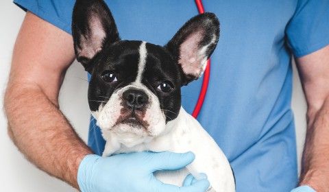 Welcome to Pet Urgent Care of St Peters