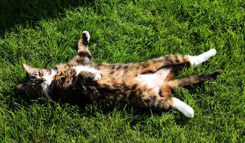 Recognizing and Responding to Heat Stroke in Dogs and Cats