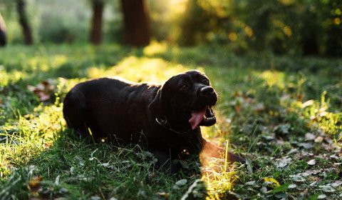 Fall Parasite Protection for Pets: Fleas, Ticks, and Heartworms Explained