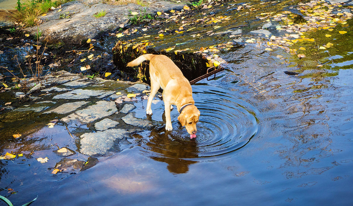 dog-drinking-near-lake-water