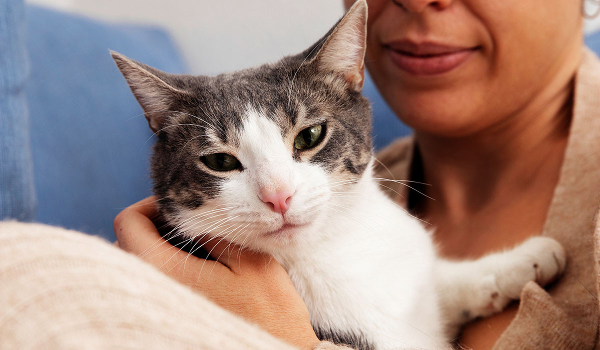 cat-rabies-vaccine-holiday-travel-boarding
