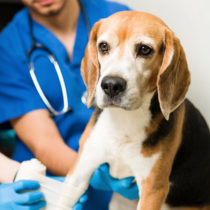 vet bandaging beagle dog