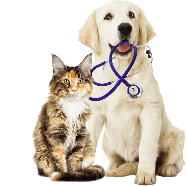 orange maine coon cat with a stethoscope on its neck